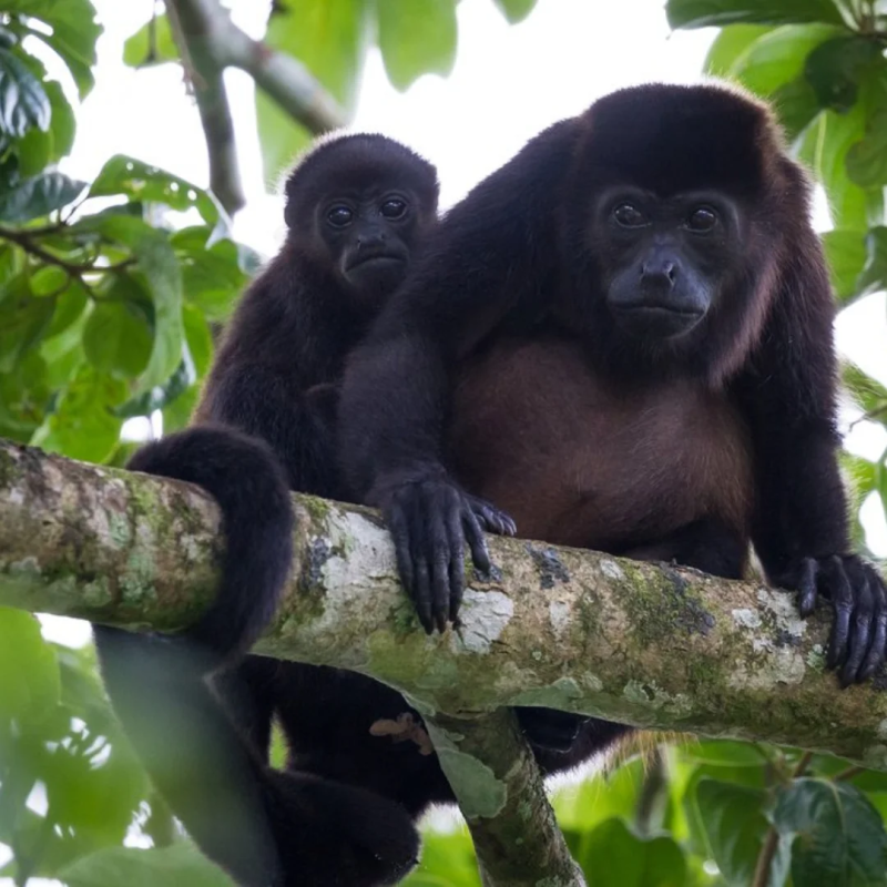 Howler monkey Costa Rica